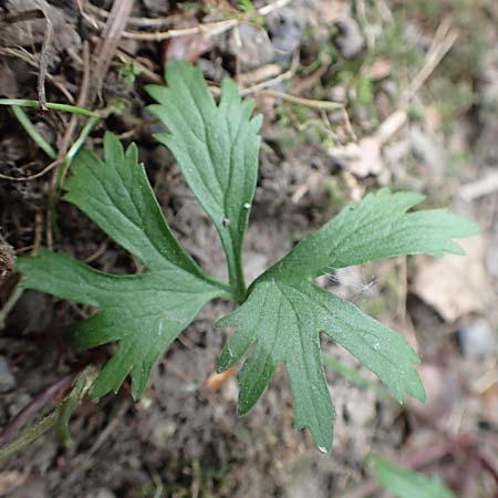 Ranunculus lyngsbergianus \ Lyngsberg-Gold-Hahnenfu� / Lyngsberg Goldilocks, D Bonn 23.4.2017