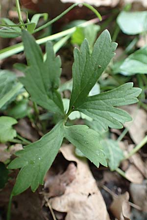 Ranunculus lyngsbergianus \ Lyngsberg-Gold-Hahnenfu� / Lyngsberg Goldilocks, D Bonn 23.4.2017
