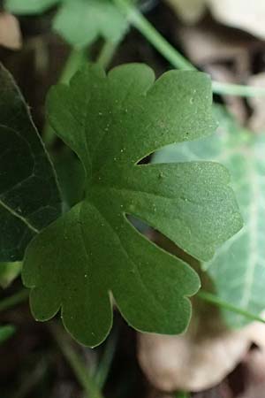Ranunculus lyngsbergianus \ Lyngsberg-Gold-Hahnenfu� / Lyngsberg Goldilocks, D Bonn 23.4.2017