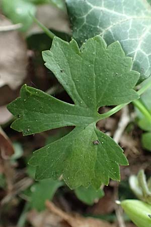 Ranunculus lyngsbergianus \ Lyngsberg-Gold-Hahnenfu� / Lyngsberg Goldilocks, D Bonn 23.4.2017