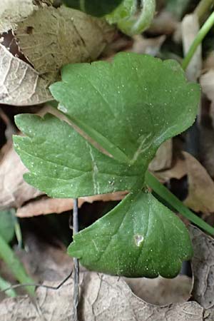 Ranunculus lyngsbergianus \ Lyngsberg-Gold-Hahnenfu� / Lyngsberg Goldilocks, D Bonn 23.4.2017