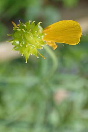 Ranunculus lyngsbergianus \ Lyngsberg-Gold-Hahnenfu� / Lyngsberg Goldilocks, D Bonn 23.4.2017