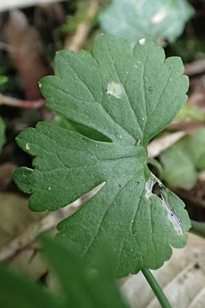 Ranunculus lyngsbergianus \ Lyngsberg-Gold-Hahnenfu� / Lyngsberg Goldilocks, D Bonn 23.4.2017