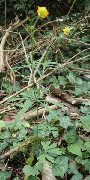 Ranunculus lyngsbergianus \ Lyngsberg-Gold-Hahnenfu� / Lyngsberg Goldilocks, D Bonn 23.4.2017