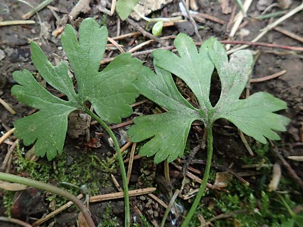 Ranunculus lyngsbergianus \ Lyngsberg-Gold-Hahnenfu� / Lyngsberg Goldilocks, D Bonn 23.4.2017