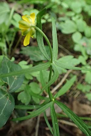 Ranunculus lyngsbergianus \ Lyngsberg-Gold-Hahnenfu� / Lyngsberg Goldilocks, D Bonn 23.4.2017
