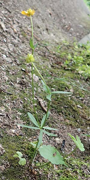 Ranunculus lyngsbergianus \ Lyngsberg-Gold-Hahnenfu� / Lyngsberg Goldilocks, D Bonn 23.4.2017