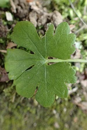 Ranunculus lyngsbergianus \ Lyngsberg-Gold-Hahnenfu� / Lyngsberg Goldilocks, D Bonn 23.4.2017