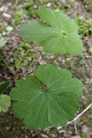 Ranunculus lyngsbergianus \ Lyngsberg-Gold-Hahnenfu� / Lyngsberg Goldilocks, D Bonn 23.4.2017