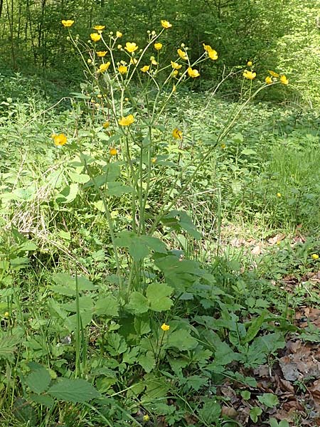 Ranunculus lanuginosus \ Wolliger Hahnenfu� / Woolly-Leaved Buttercup, D Nussloch 5.5.2017