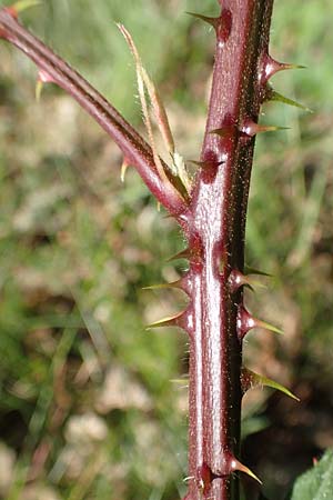 Rubus laciniatus \ Schlitzbl�ttrige Brombeere / Cutleaf Blackberry, Evergreen Blackberry, D Frankfurt Airport 26.5.2017