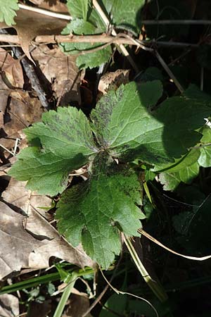 Ranunculus lanuginosus \ Wolliger Hahnenfu� / Woolly-Leaved Buttercup, D Bensheim 7.4.2018