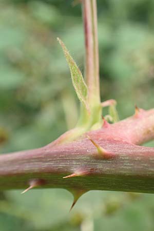 Rubus leucophaeus \ Wei�graue Haselblatt-Brombeere / White-Grey Bramble, D Odenwald, F&uuml;rth 5.7.2018
