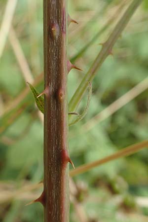 Rubus leucophaeus \ Wei�graue Haselblatt-Brombeere / White-Grey Bramble, D Odenwald, F&uuml;rth 5.7.2018