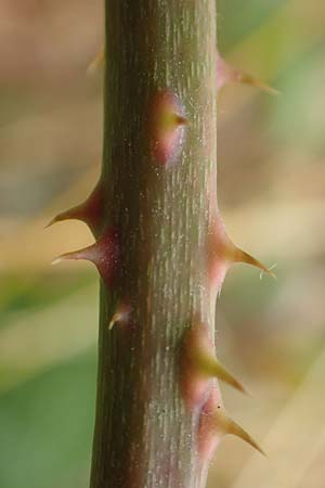 Rubus leucophaeus \ Wei�graue Haselblatt-Brombeere / White-Grey Bramble, D Odenwald, F&uuml;rth 5.7.2018