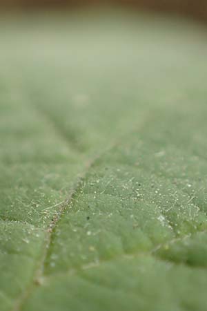Rubus leucophaeus \ Wei�graue Haselblatt-Brombeere / White-Grey Bramble, D Odenwald, F&uuml;rth 5.7.2018