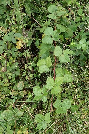 Rubus limitis \ Limes-Haselblatt-Brombeere / Limes Bramble, D Odenwald, F&uuml;rth 5.7.2018