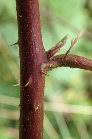 Rubus limitis \ Limes-Haselblatt-Brombeere / Limes Bramble, D Odenwald, F&uuml;rth 5.7.2018