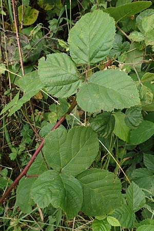 Rubus limitis \ Limes-Haselblatt-Brombeere / Limes Bramble, D Odenwald, F&uuml;rth 5.7.2018
