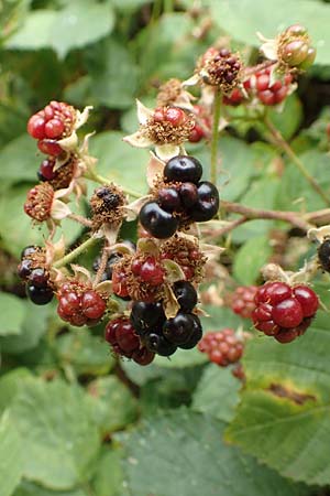 Rubus limitis \ Limes-Haselblatt-Brombeere / Limes Bramble, D Odenwald, F&uuml;rth 5.7.2018