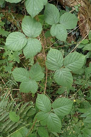 Rubus limitis \ Limes-Haselblatt-Brombeere / Limes Bramble, D Odenwald, F&uuml;rth 5.7.2018