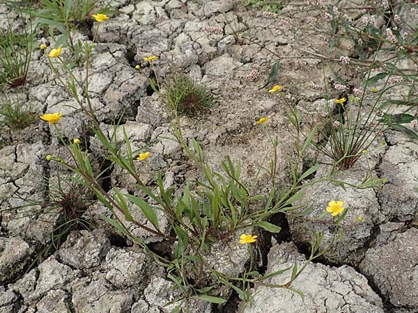 Ranunculus lingua \ Zungen-Hahnenfu� / Greater Spearwort, D Celle 24.8.2018
