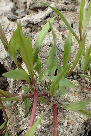 Ranunculus lingua \ Zungen-Hahnenfu� / Greater Spearwort, D Celle 24.8.2018