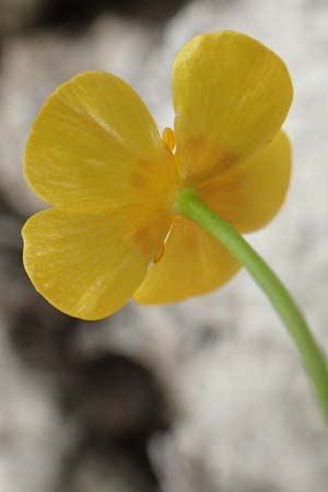 Ranunculus lingua \ Zungen-Hahnenfu� / Greater Spearwort, D Celle 24.8.2018