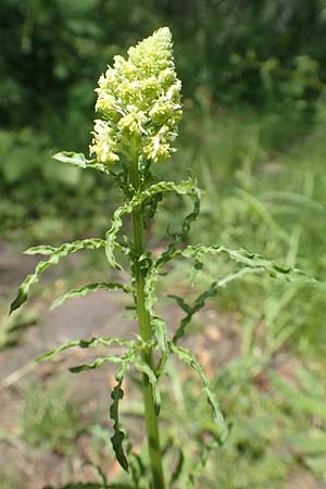 Reseda luteola \ F�rber-Resede, Gelber Wau / Weld, D Bochum 23.5.2019