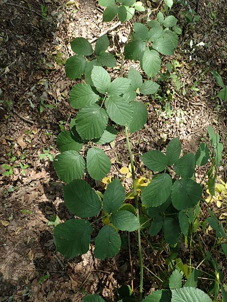 Rubus winteri \ Winters Brombeere / Winter's Bramble, D Herne 27.7.2019
