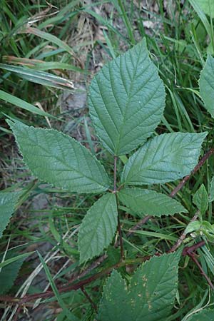 Rubus loehrii \ L&ouml;hrs Brombeere / Loehr's Bramble, D Trendelburg 28.7.2019