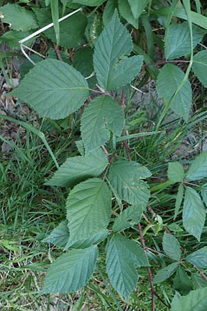 Rubus loehrii \ L&ouml;hrs Brombeere / Loehr's Bramble, D Trendelburg 28.7.2019