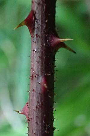 Rubus loehrii \ L&ouml;hrs Brombeere / Loehr's Bramble, D Trendelburg 28.7.2019