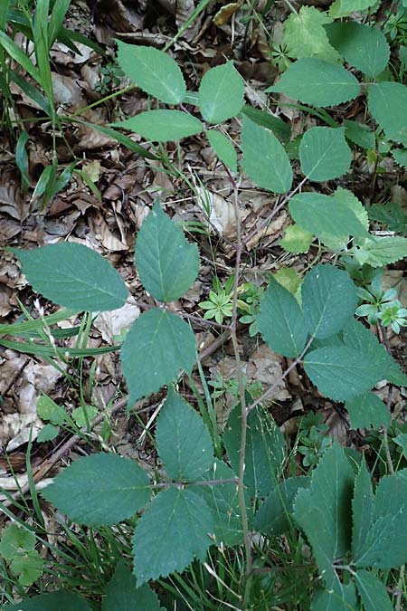 Rubus loehrii \ L&ouml;hrs Brombeere / Loehr's Bramble, D Trendelburg 28.7.2019