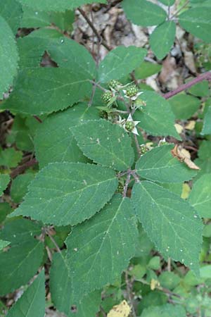 Rubus loehrii \ L&ouml;hrs Brombeere / Loehr's Bramble, D Trendelburg 28.7.2019