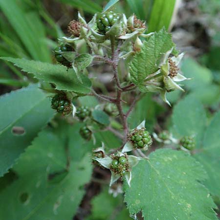 Rubus loehrii \ L&ouml;hrs Brombeere / Loehr's Bramble, D Trendelburg 28.7.2019