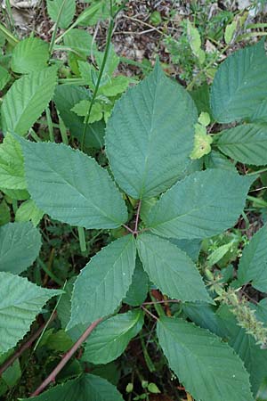 Rubus loehrii \ L&ouml;hrs Brombeere / Loehr's Bramble, D Trendelburg 28.7.2019