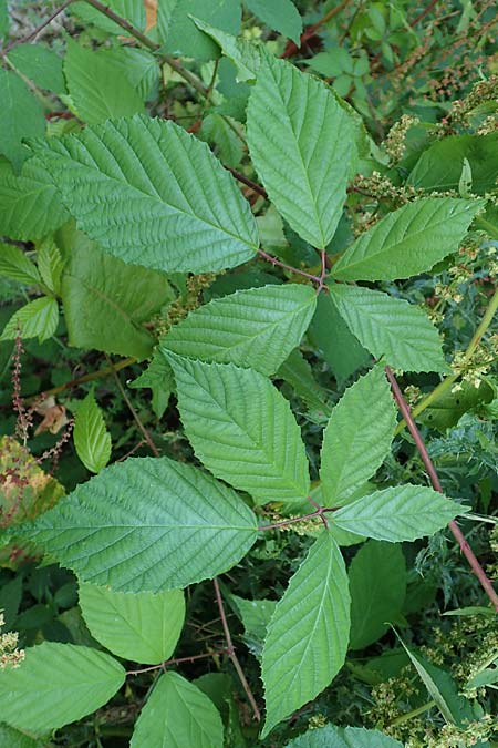Rubus loehrii \ L&ouml;hrs Brombeere / Loehr's Bramble, D Trendelburg 28.7.2019