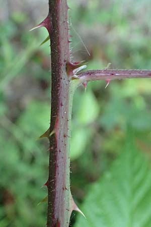 Rubus loehrii \ L&ouml;hrs Brombeere / Loehr's Bramble, D Trendelburg 28.7.2019