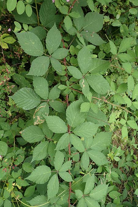 Rubus langei \ Langes Brombeere / Lange's Bramble, D Hofgeismar 28.7.2019
