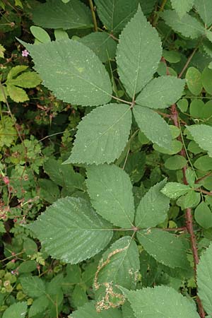Rubus langei \ Langes Brombeere / Lange's Bramble, D Hofgeismar 28.7.2019