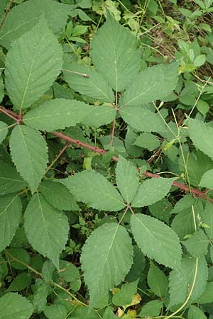 Rubus langei \ Langes Brombeere / Lange's Bramble, D Hofgeismar 28.7.2019