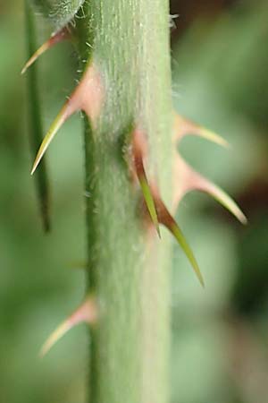 Rubus langei \ Langes Brombeere / Lange's Bramble, D Hofgeismar 28.7.2019