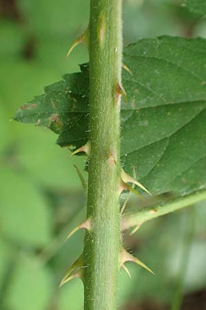 Rubus langei \ Langes Brombeere / Lange's Bramble, D Hofgeismar 28.7.2019