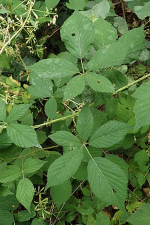 Rubus langei \ Langes Brombeere / Lange's Bramble, D Hofgeismar 28.7.2019