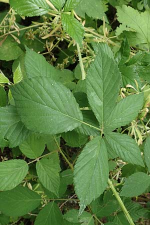 Rubus langei \ Langes Brombeere / Lange's Bramble, D Hofgeismar 28.7.2019