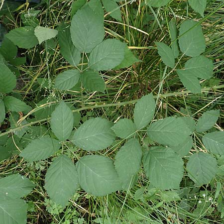Rubus leptothyrsos \ D&uuml;nnrispige Brombeere / Thin-Panicle Bramble, D Kaufungen 28.7.2019