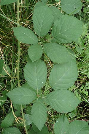 Rubus leptothyrsos \ D&uuml;nnrispige Brombeere / Thin-Panicle Bramble, D Kaufungen 28.7.2019