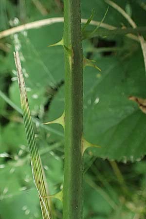 Rubus leptothyrsos \ D&uuml;nnrispige Brombeere / Thin-Panicle Bramble, D Kaufungen 28.7.2019