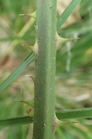 Rubus leptothyrsos \ D&uuml;nnrispige Brombeere / Thin-Panicle Bramble, D Kaufungen 28.7.2019